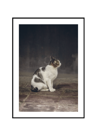 Poster Katt
