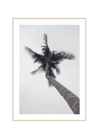 Poster Palm