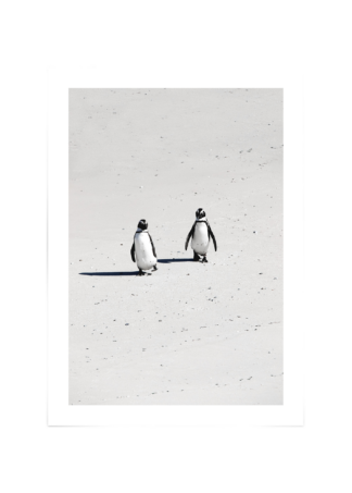 Cape Town Penguins Poster