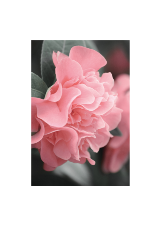 Pink Flower Poster