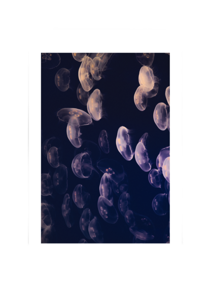 Neon Yellyfish Poster