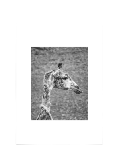Giraffe Poster Esenly