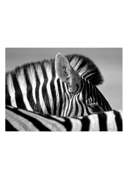 Zebra poster ESENLY