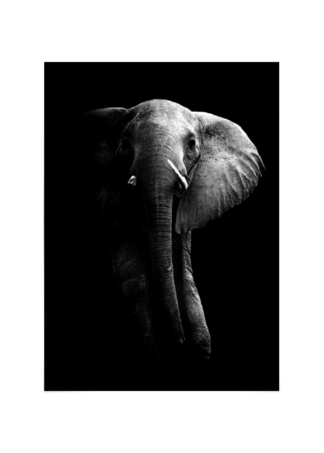 Elephant elefant Poster Esenly