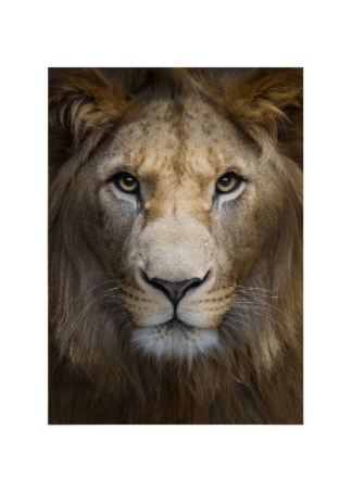 Mejestic lion poster Esenly