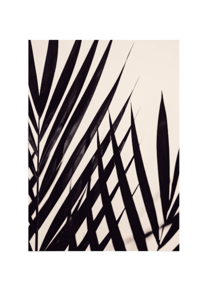 Palm black leafs Poster