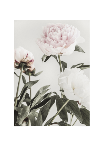 Peony poster Esenly
