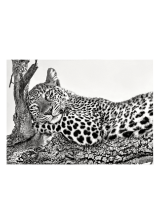 Jaguar Poster Esenly